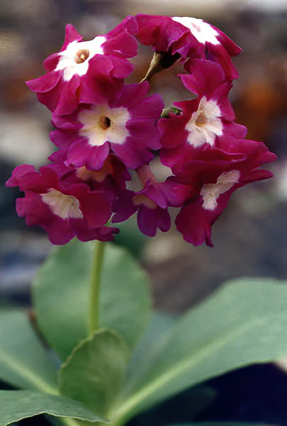 Primula pedemontana in bloom in the siliceous scree of the Piedmont Alps